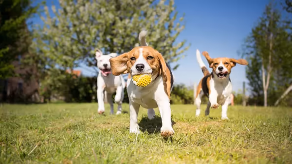 Dog Park at Mercer County Park